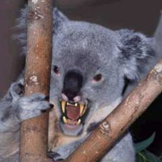 Avatar for Drop Bear