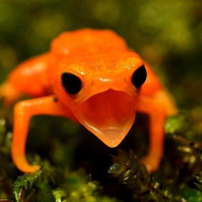 Avatar for 🍮 Vanilla(static)CMS