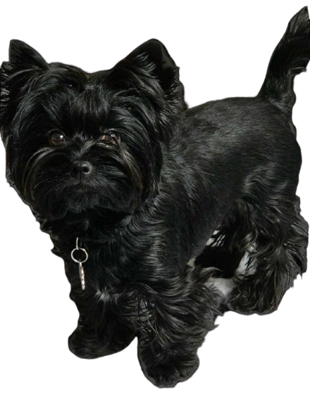 Avatar for szczepu