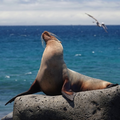 Avatar for Küstentröte